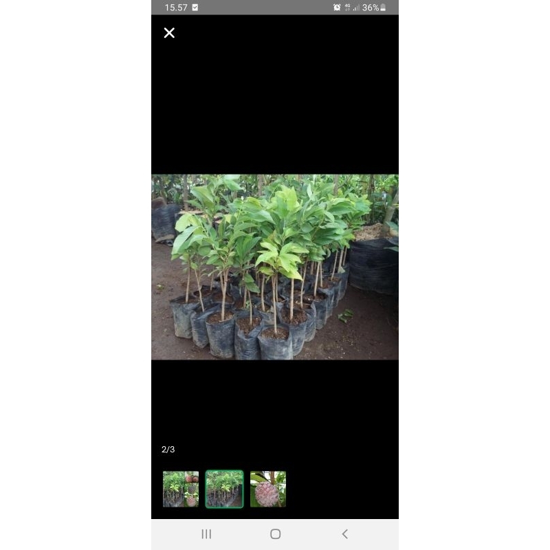 bibit tanaman buah nona srikaya merah kualitas unggul...bibit pohon srikaya...