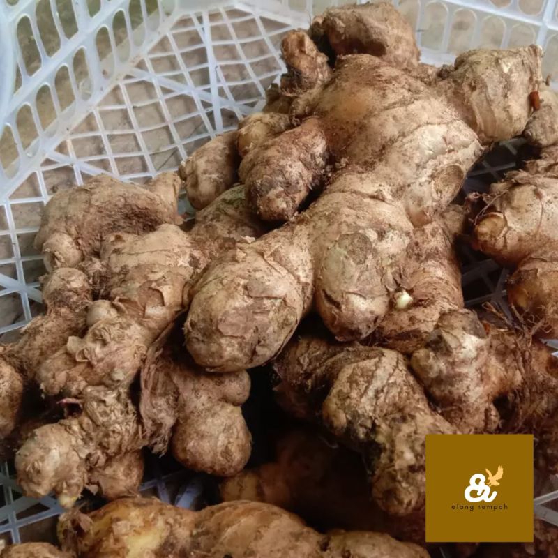 

JAHE PUTIH JAHE GAJAH BAHAN MASAKAN 1 KG
