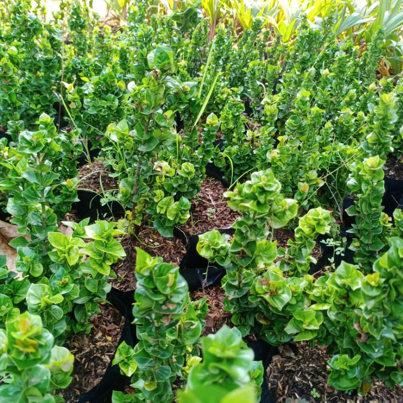 BISA COD pohon asoka tusuk sate bunga merah - Tanaman asoka tusuk sate bunga merah