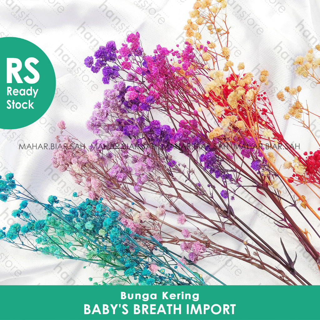 RS 3 Gr Baby's Breath Import / Baby Breath / Dried Flower / Bunga Kering / Dried Baby’s Breath / bab
