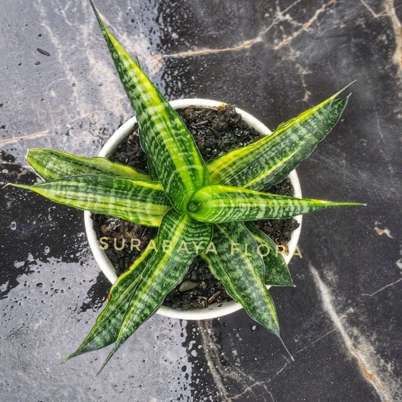 Sansivera Cordova Varigata #02