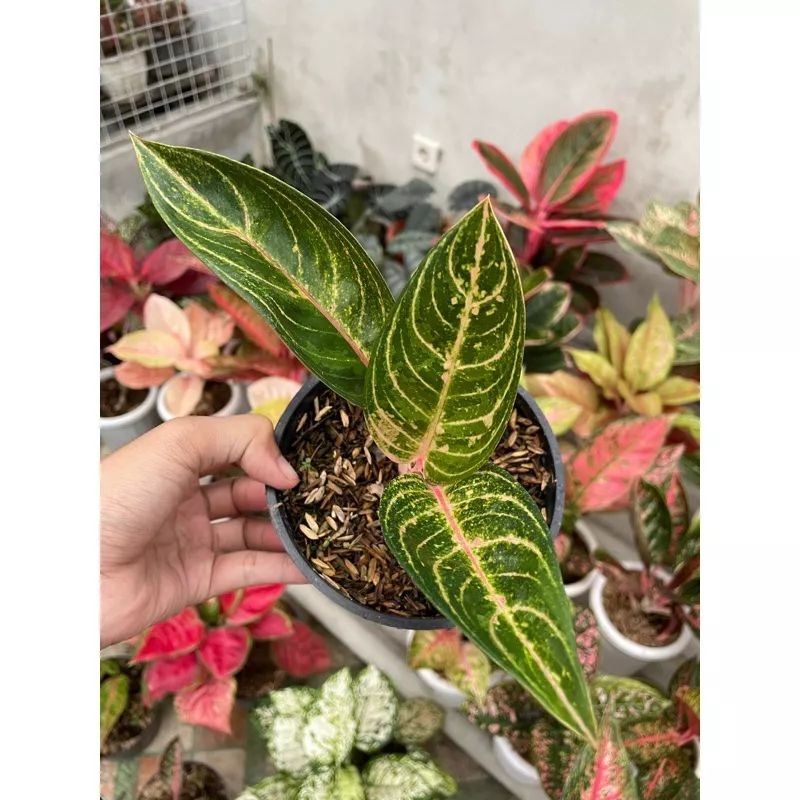 Aglonema Madame Suroyo aglonema madam suroyoAglonema Madame Suroyo aglonema