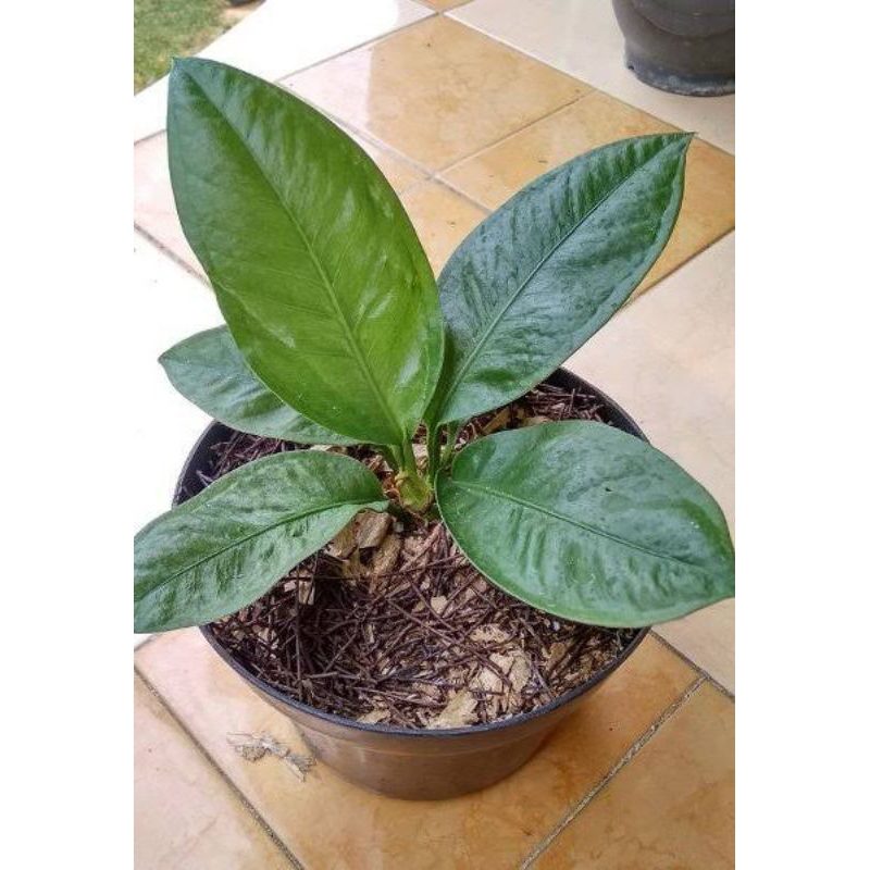 Baby Tanaman Hias Anthurium Levis