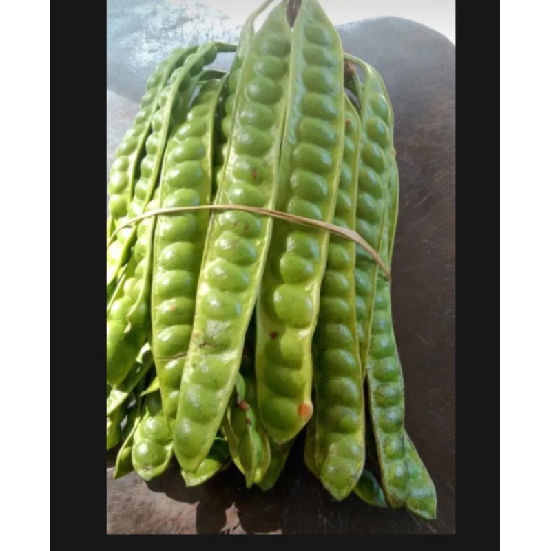 

PETE TUA 10LONJOR FRESH BARU PETIK