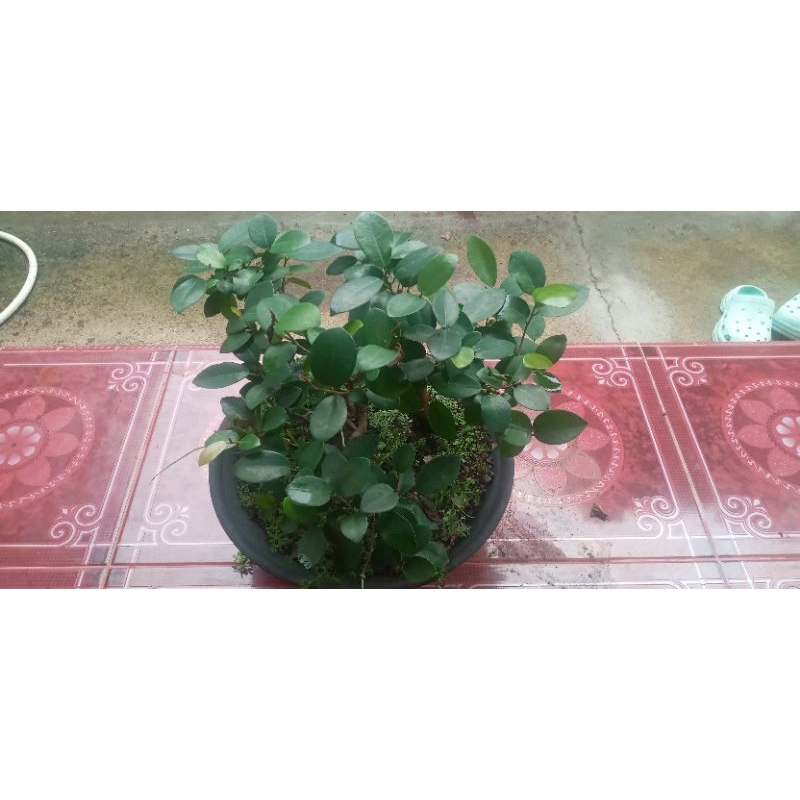 Bonsai Iprik silver pucuk merah