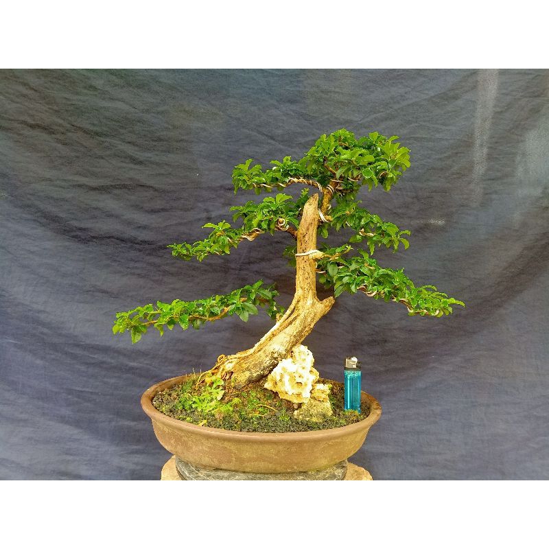 Bonsai Sisir Kaliage