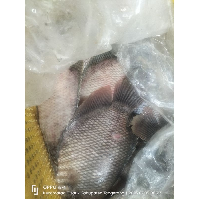 

ikan segar gurame 1kg langsung dr kolam