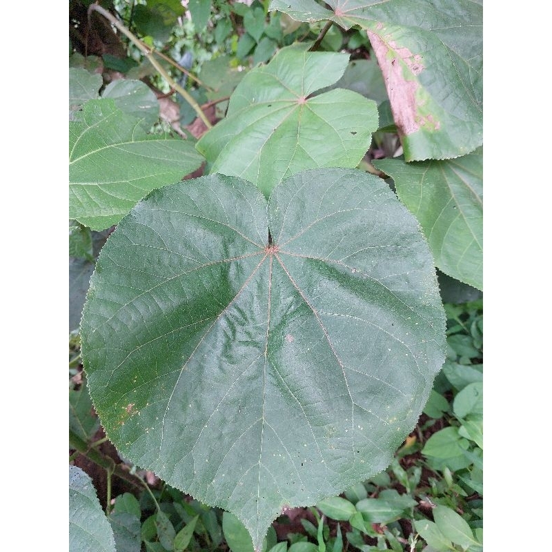 

Daun waru fresh 100 Lembar