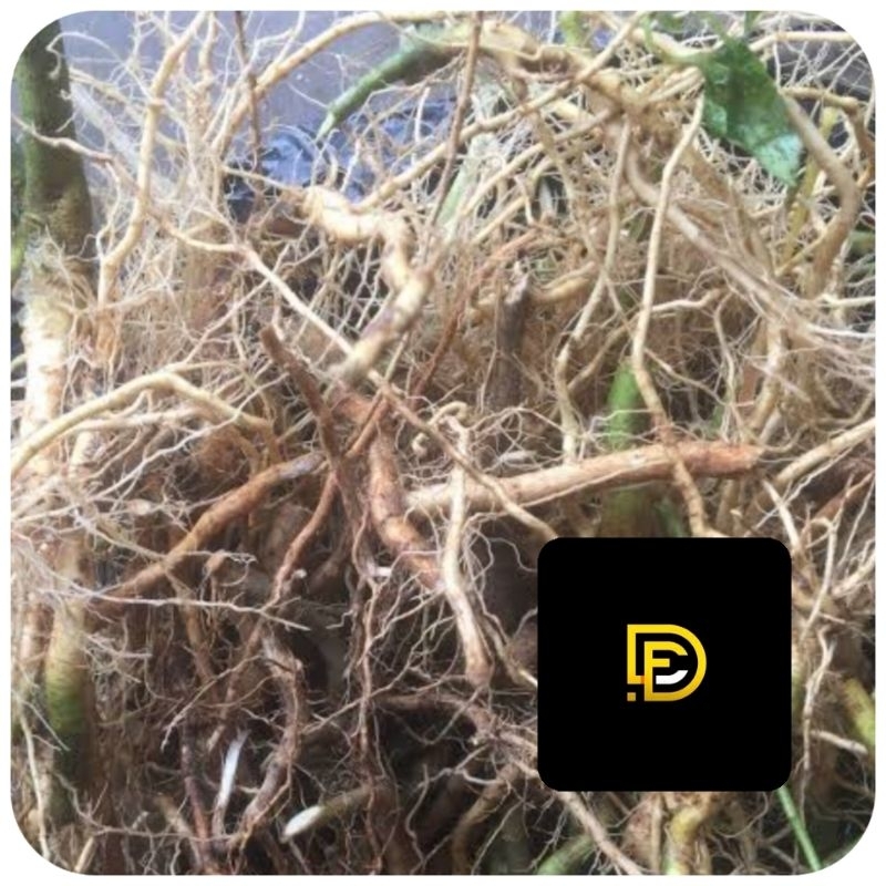 

Akar kopasanda akar kirinyuh segar 150 gram-az