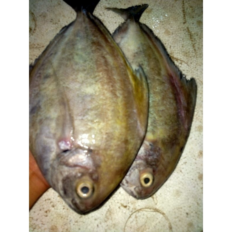 

Ikan Bawal Hitam Laut 1Kg / Ikan Segar Fresh Frozen 1Kg