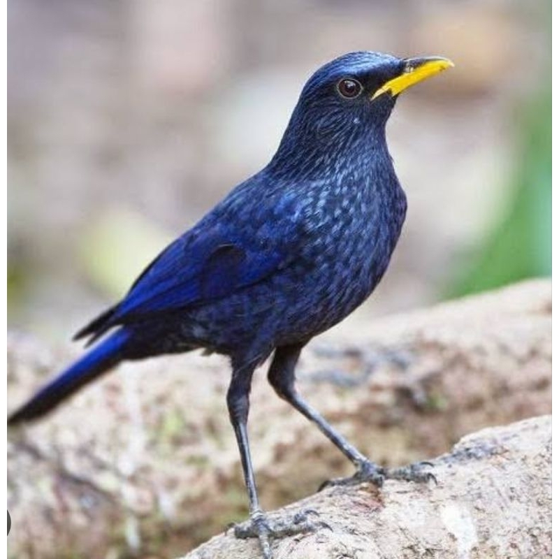 BURUNG CIUNG BATU JANTAN MULUS