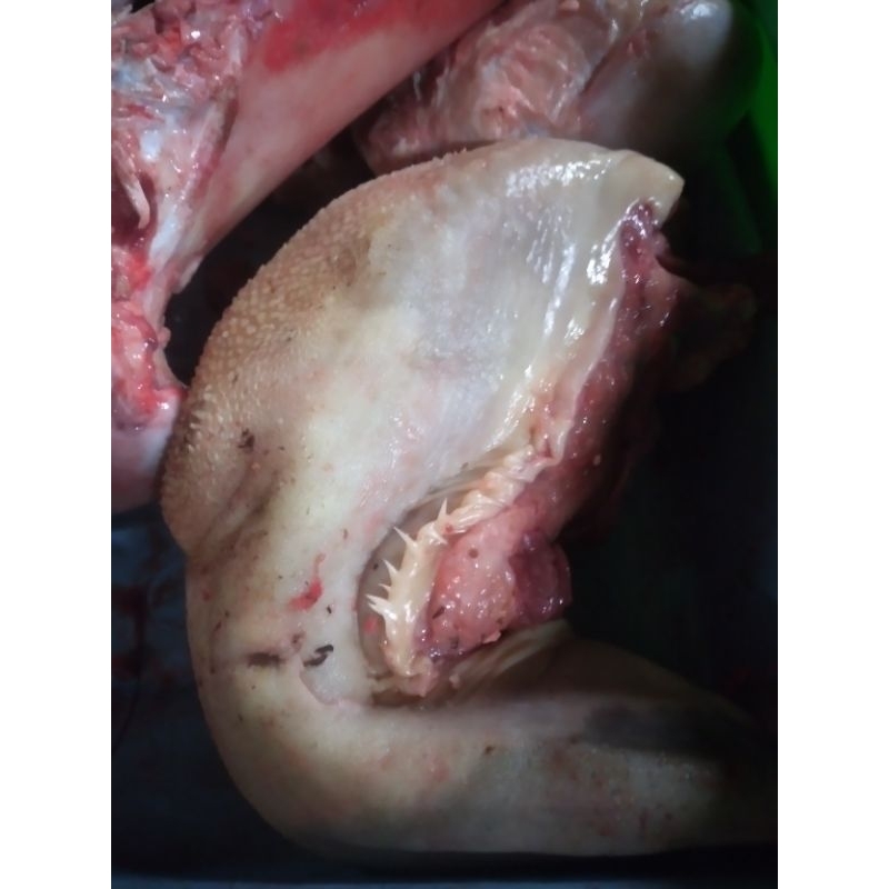 

LIDAH SAPI FRESH (1pcs)