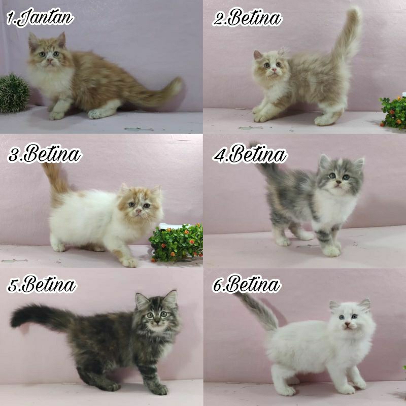 Kucing kitten Persia Betina dan jantan