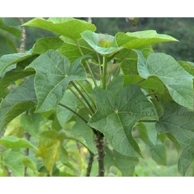 Daun jarak Pagar segar / Daun jarak pagar herbal kesehatan tubuh