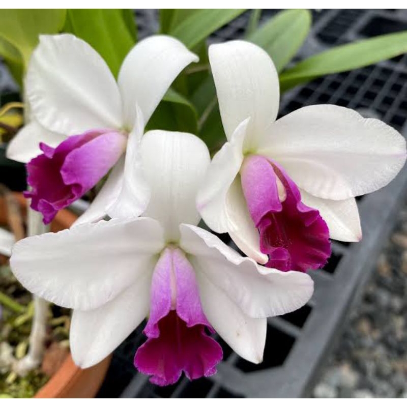 Anggrek Cattleya Mayor Yamasaki