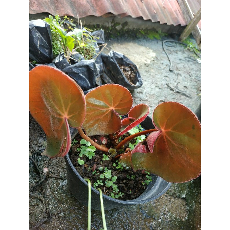 begonia red carpet/karpet merah/mantili/mangkuk merah