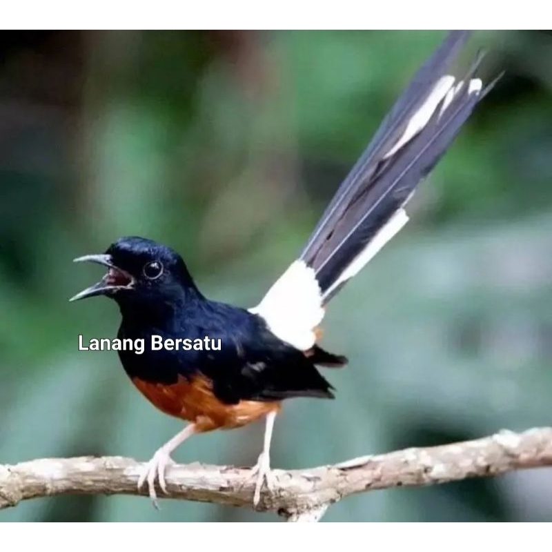 Burung murai mh jantan ekor panjang non gembung ( bukan palangka)