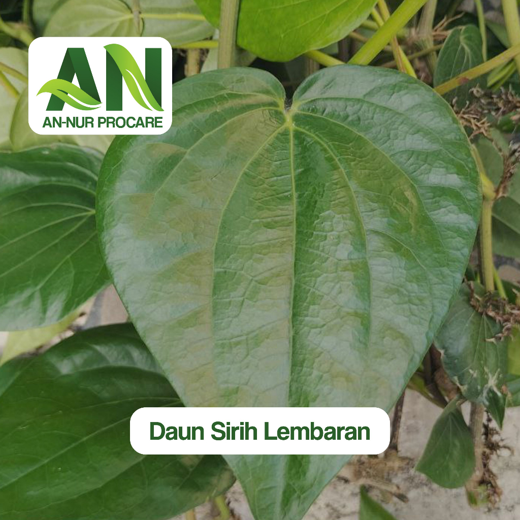 

Daun sirih segar/daun herbal/daun sirih perlembar