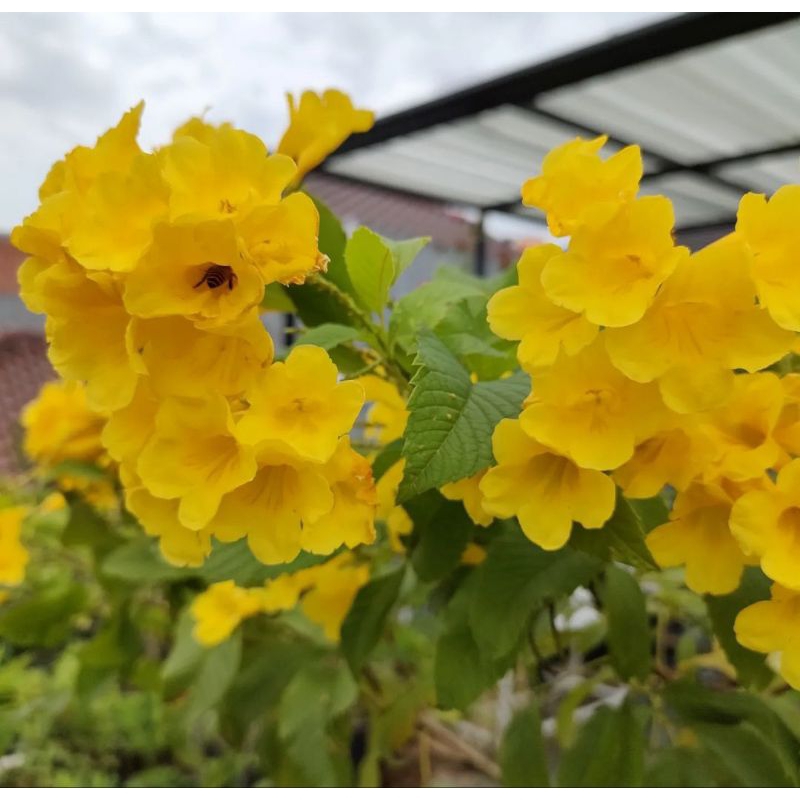 Bunga stecoma kuning / tecoma kuning / bibit bunga trompet