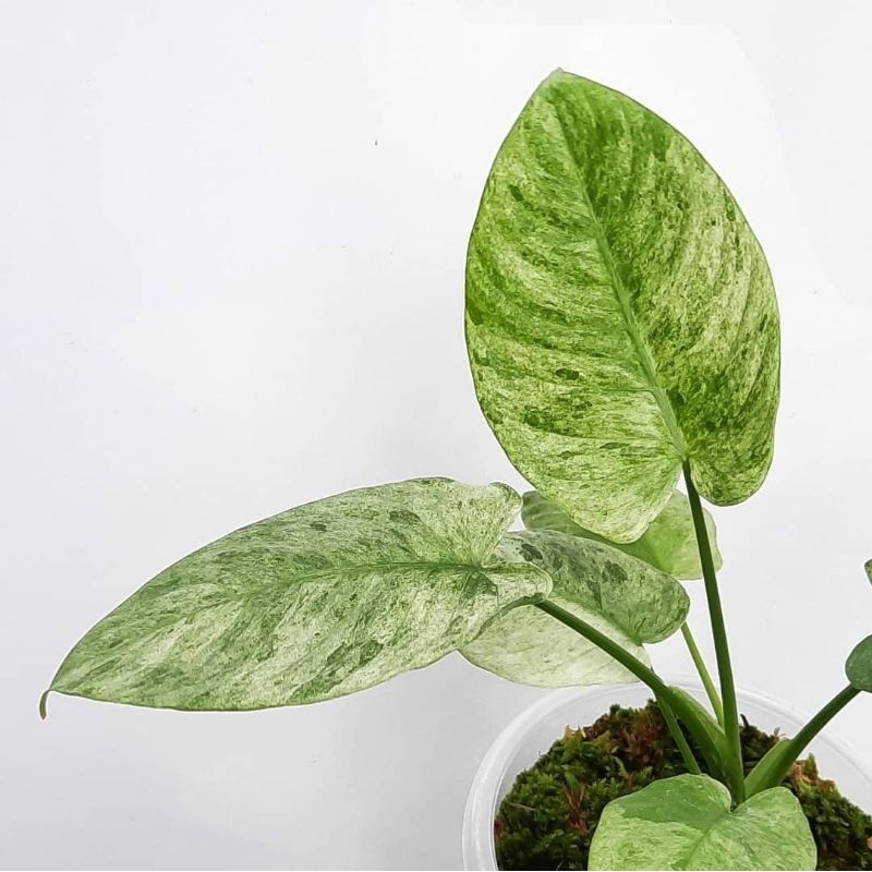 Schismatoglottis sp. varigata mint