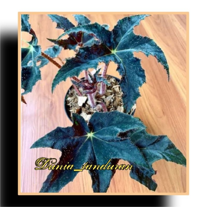 Begonia Bintang
