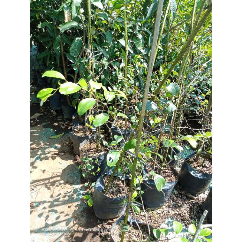 Bibit Apel Futsa (Apel India) berbunga dan berbuah