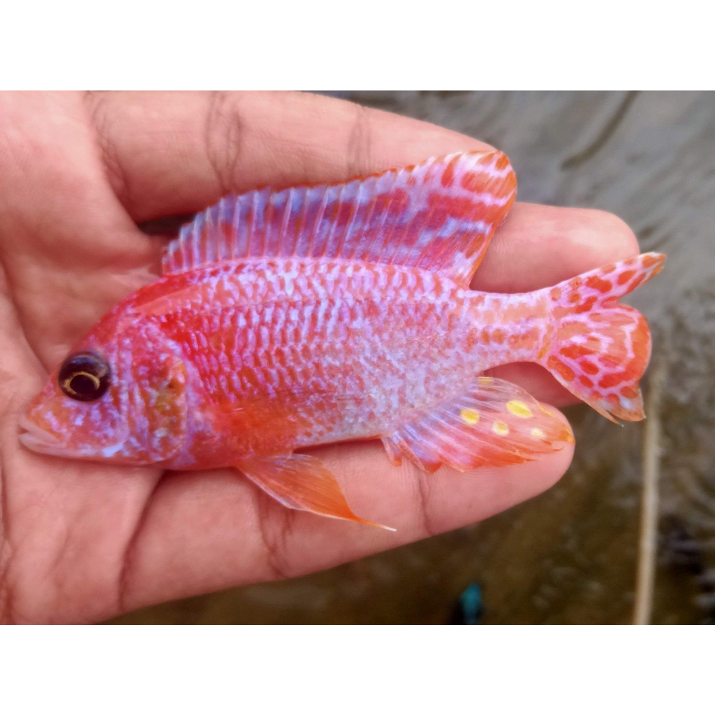 Dragon blood african cichlid 10cm