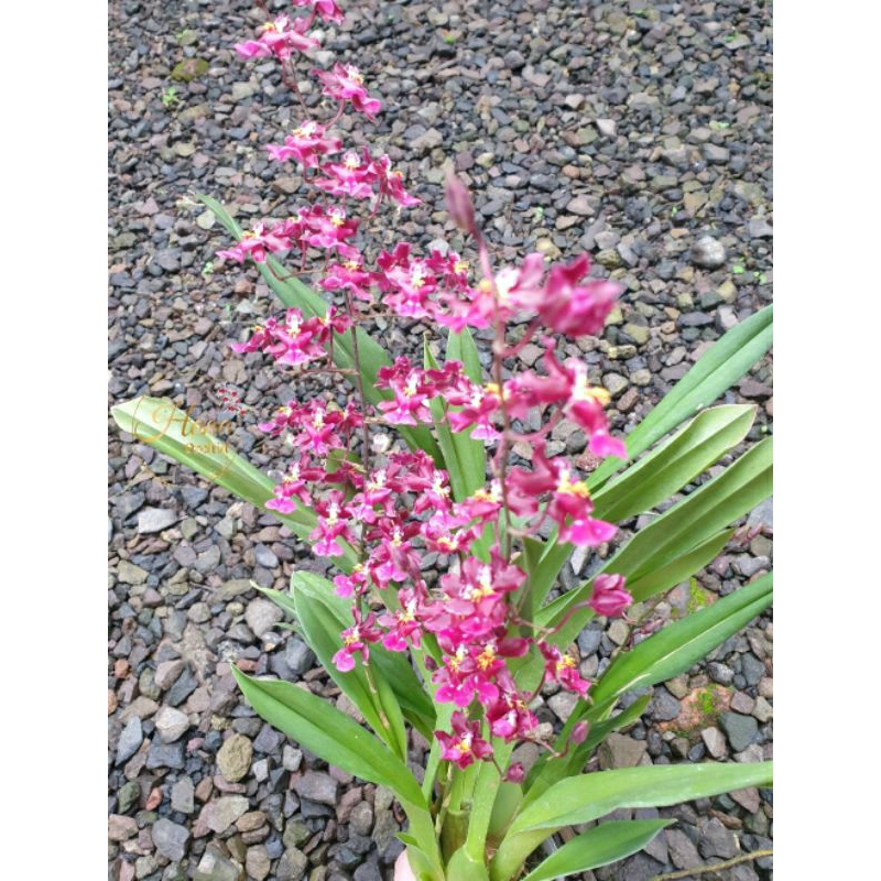 Anggrek wangi oncidium New Sharry Baby