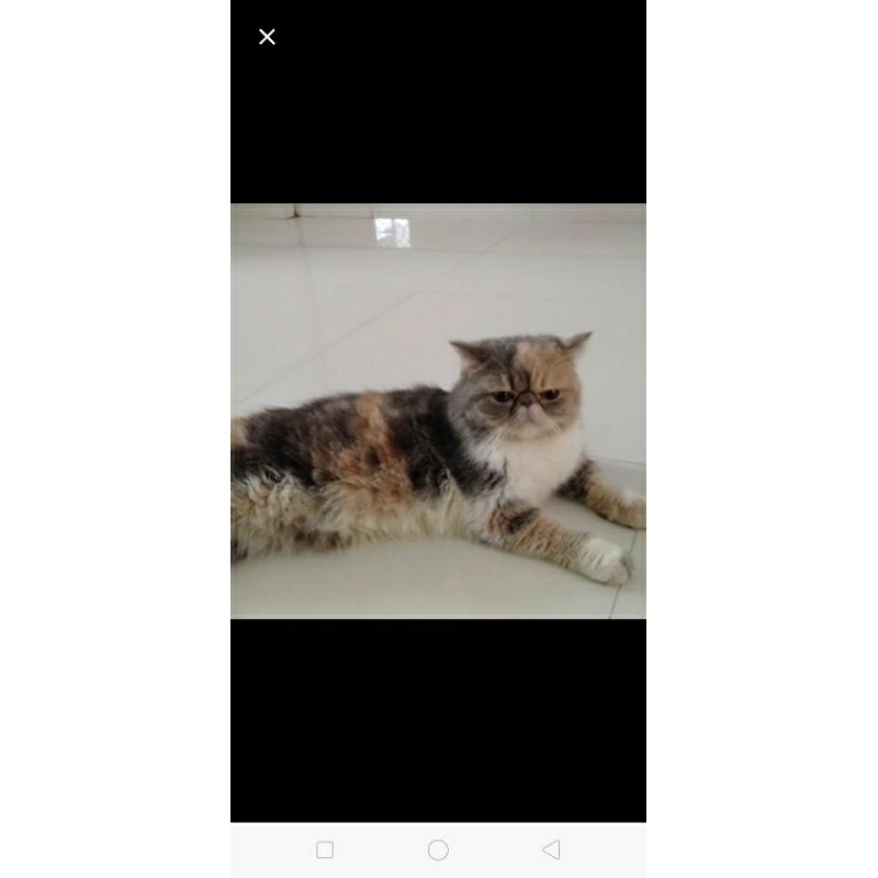 Exotic Shorthair Cat - Garfield (Peaknose) - Jantan
