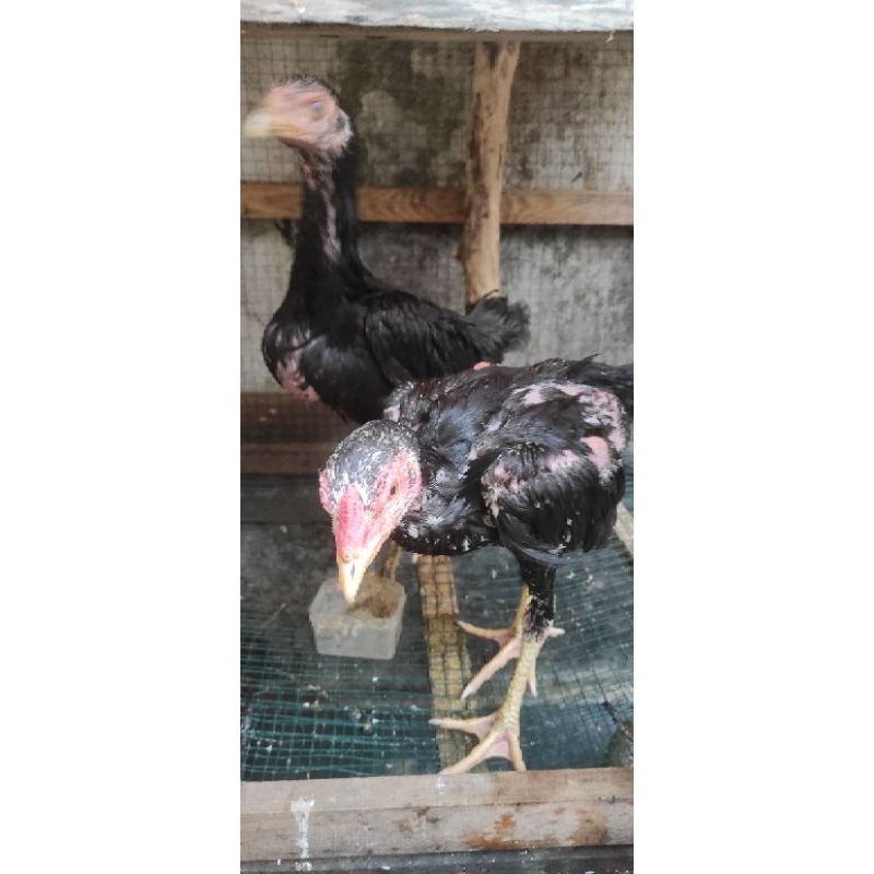 

ayam bangkok
