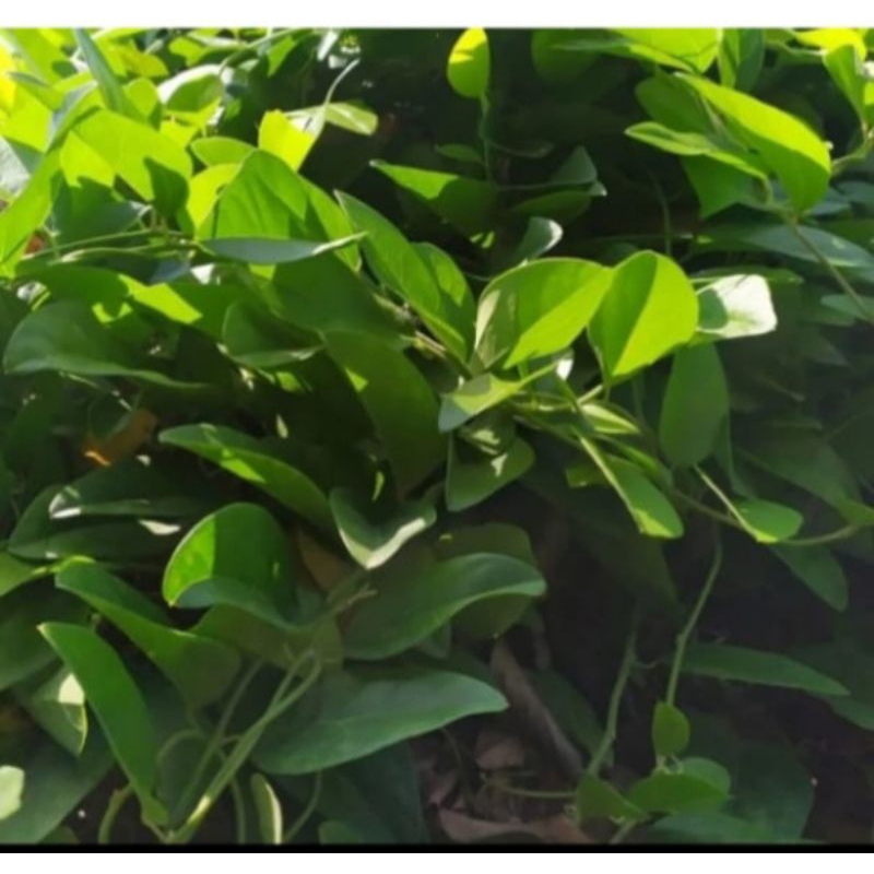 

50 Daun cuing/ cuing fress