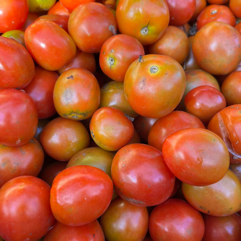 

Tomat Buah