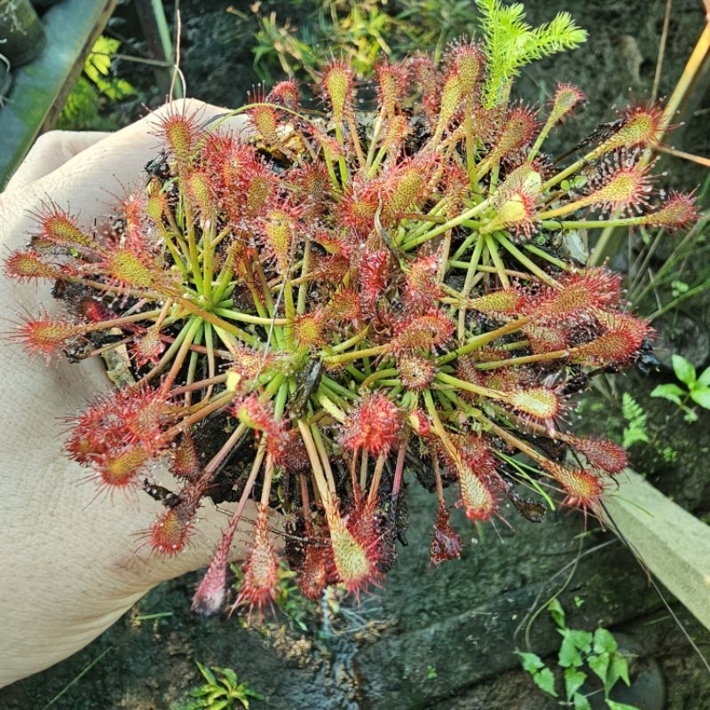 Drosera