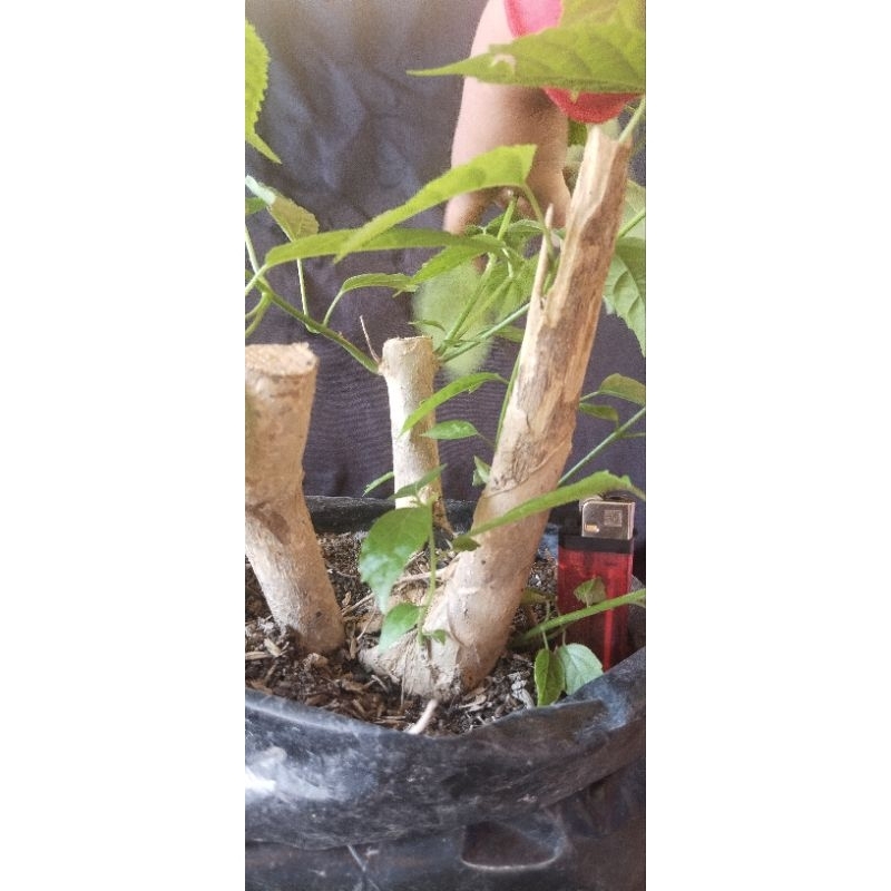 bahan bonsai wahong gunung