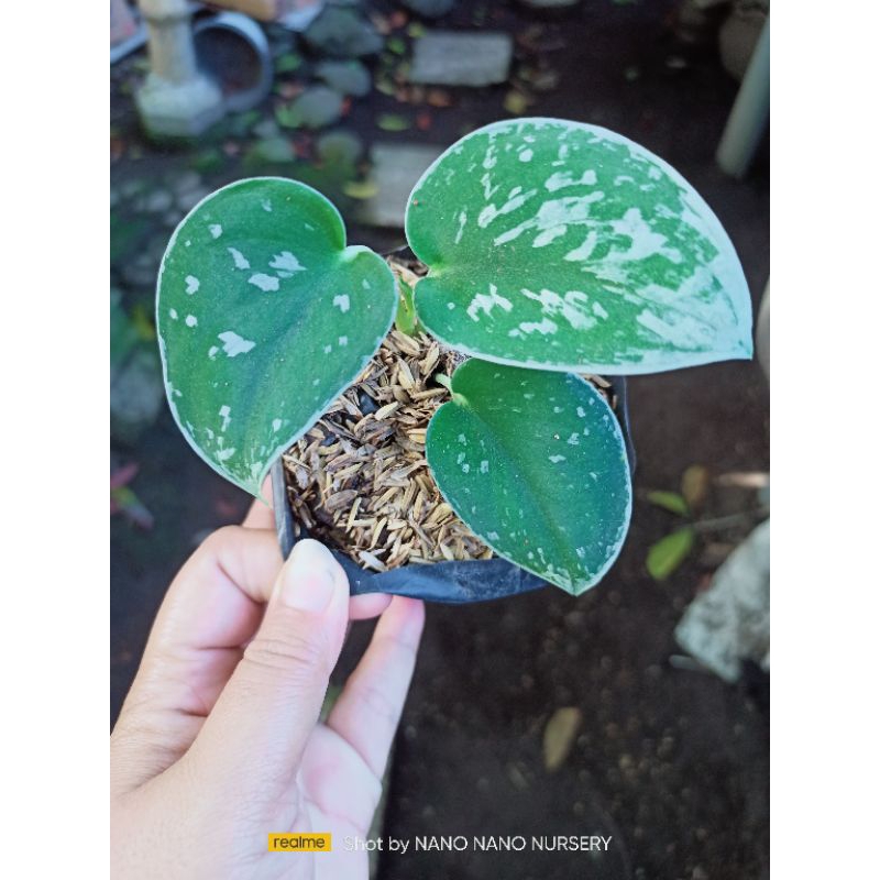 scindapsus silver lady/ann