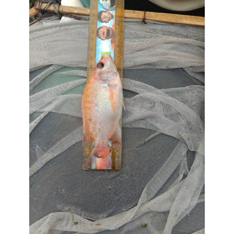 

bibit ikan air tawar