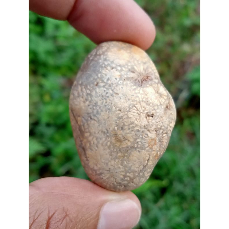 ✅ Batu Akik Teratai Ujung Tanjung ( Rough / Bahan Batu Akik Fosil Hewan Laut - bukan bacan obi idocr