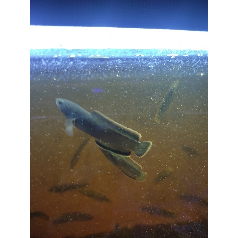 Limbata Cb rim tebal premium