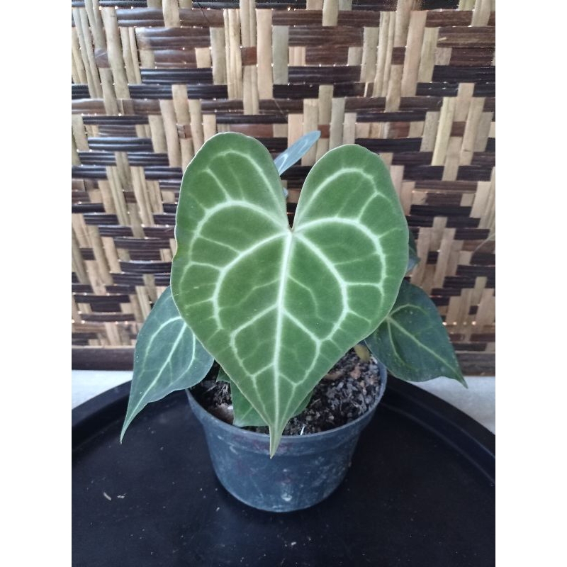 anthurium clarinervium kuping gajah karet tanaman hias