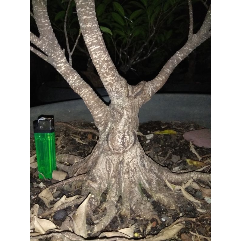 beringin kimeng prokar realpic free bahan anput prokar