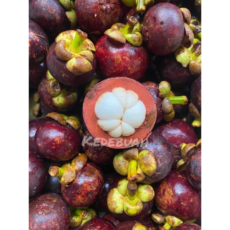 

Manggis Baby Padang (Buy 1 Get 1)