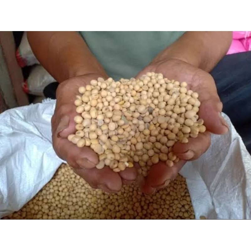 

kedelai Madura aroma GS02