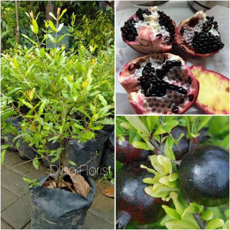 Bibit Tanaman Buah Delima Hitam Jumbo - Siap Berbunga / Berbuah