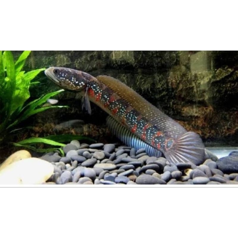 

channa asiatica rsws 9 11 cm