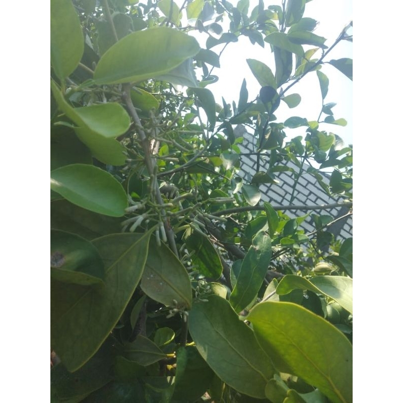 

daun benalu jeruk nipis/ daun kemade jeruk nipis segar 1 kg