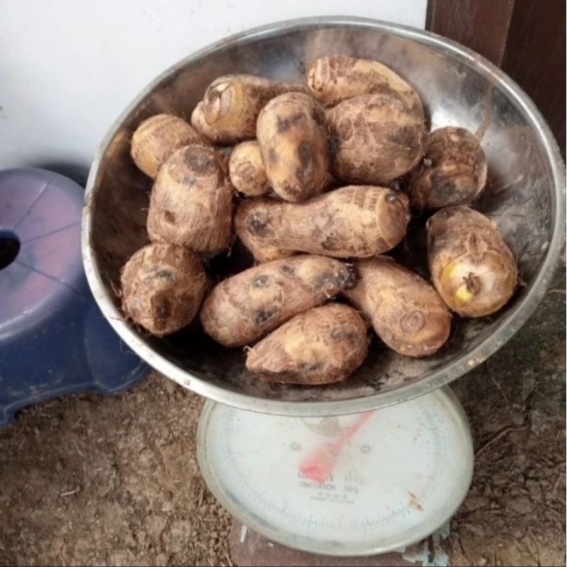 UMBI TALAS KIMPUL PILIHAN. talas gajah.