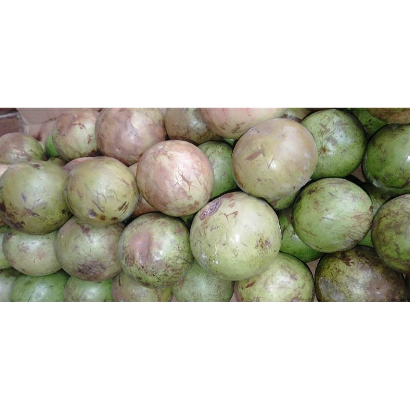 

BUAH GENITU GINITU SEGAR