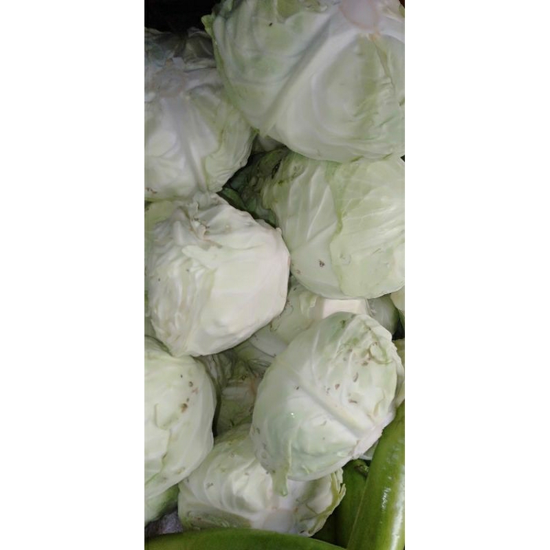SAYUR  KOBIS / KUBIS HIJAU SEGAR