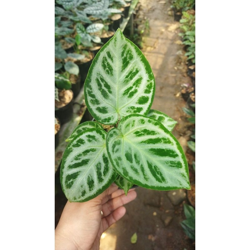 Tanaman Hias Dorayaki silver -  kuping gajah dorayaki - tanaman hias hidup kuping gajah - Bunga