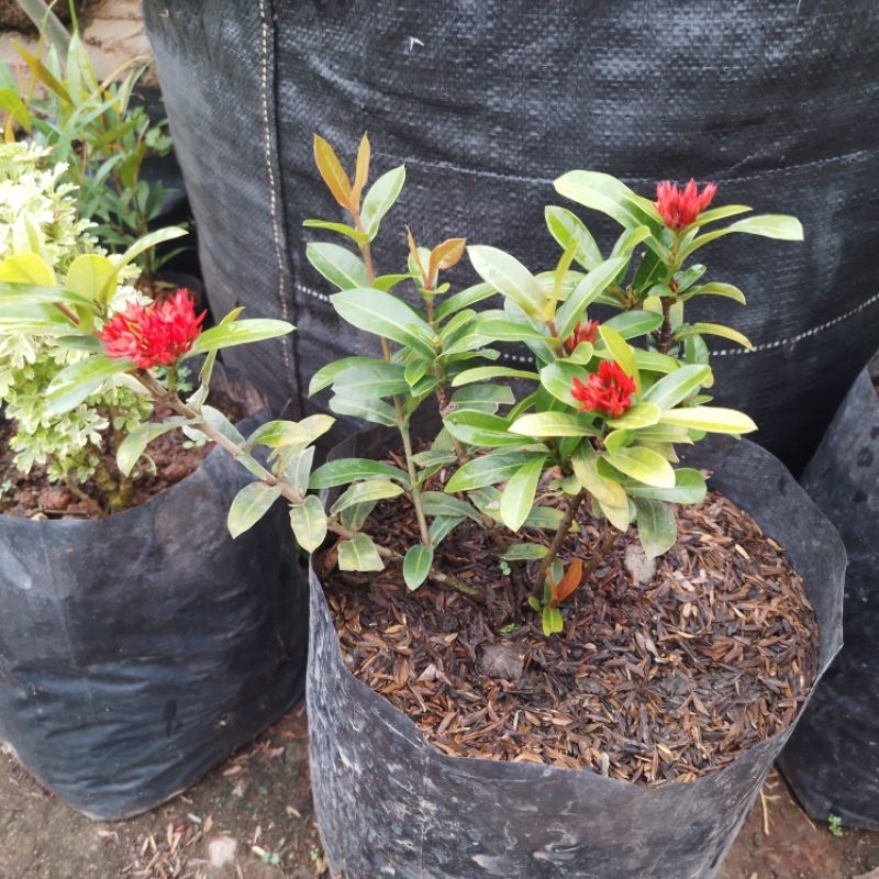 Tanaman asoka bunga merah bahan bonsai